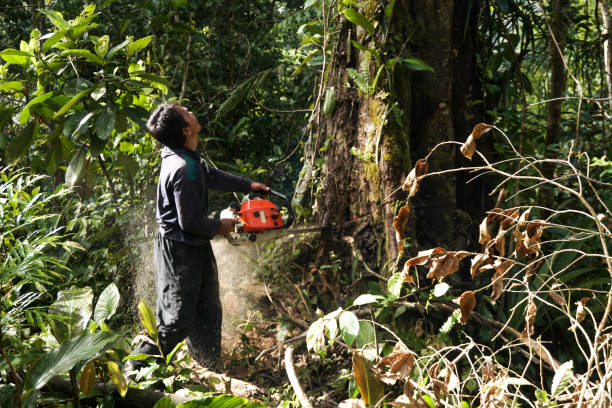 Best Emergency Tree Service  in Linton Hall, VA